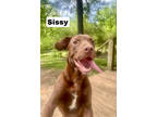 Adopt Sissy a Brown/Chocolate Labrador Retriever / Mixed Breed (Medium) / Mixed