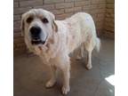 Adopt McCloud a White Great Pyrenees / Mixed dog in Apple Valley, CA (39479532)