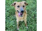 Adopt Fred a Red/Golden/Orange/Chestnut - with White Terrier (Unknown Type