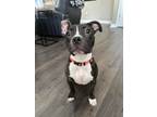 Adopt Mimosa a American Pit Bull Terrier / Mixed dog in Fort Wayne