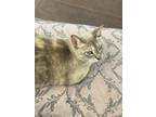 Adopt Angel a Tan or Fawn Tabby Balinese / Mixed (medium coat) cat in Richmond