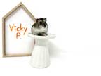 Adopt Vicky P. a Silver or Gray Hamster small animal in Camarillo, CA (41359738)