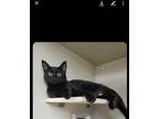 Adopt Dory a All Black Domestic Shorthair / Mixed (short coat) cat in St.