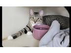 Adopt Marlin a Brown Tabby Domestic Shorthair / Mixed (short coat) cat in St.