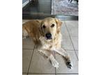 Adopt Apollo a Tan/Yellow/Fawn Golden Retriever / Mixed dog in Austin