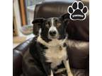 Adopt Pepe a Black Border Collie / Mixed dog in Tangent, OR (34157997)