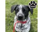 Adopt Leroy a Black Australian Cattle Dog / Mixed dog in Tangent, OR (41339286)