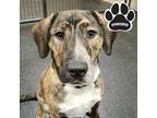 Adopt Luka a Brindle Hound (Unknown Type) / Mixed dog in Tangent, OR (35859218)