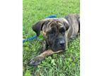 Adopt Belmira-ADOPTED a Brindle Cane Corso / Mixed dog in Atlanta, GA (41359726)