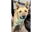 Adopt Diesel a Brown/Chocolate Mixed Breed (Small) / Mixed Breed (Medium) /