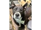 Adopt Steve a Black Mixed Breed (Large) / Mixed dog in Florence, AL (41359617)