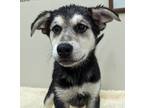Adopt Mannix a Mixed Breed (Medium) / Mixed dog in Neillsville, WI (41359702)
