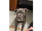 Adopt Ruby a Gray/Silver/Salt & Pepper - with White American Staffordshire