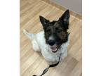 Adopt Brewer a White Wirehaired Fox Terrier dog in Kelowna, BC (41342415)