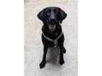 Adopt Brooklynd a Labrador Retriever / Mixed dog in Neillsville, WI (41359708)