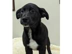 Adopt Fletcher a Mixed Breed (Medium) / Mixed dog in Neillsville, WI (41359705)