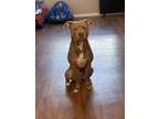 Adopt Kilo a Tan/Yellow/Fawn - with White American Pit Bull Terrier / Mixed dog