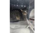 Adopt Peanut Butter a Brown or Chocolate Domestic Shorthair / Domestic Shorthair