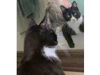 Adopt Dancing Dennis a All Black Domestic Shorthair / Domestic Shorthair / Mixed