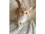 Adopt Vortex a Orange or Red Domestic Shorthair / Domestic Shorthair / Mixed cat
