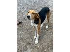 Adopt #37 a Foxhound / Mixed dog in WAYNESVILLE, GA (39893351)