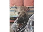 Adopt Nymeria a Brindle Presa Canario / Mixed dog in Ocean City, MD (41337528)