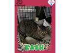 Adopt Kash a Domestic Shorthair / Mixed (short coat) cat in Kingman