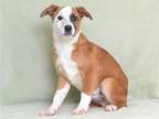 Adopt KC a Red/Golden/Orange/Chestnut Australian Cattle Dog / Mixed dog in