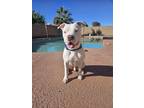 Adopt Hades a White American Pit Bull Terrier / Mixed dog in Mesa, AZ (41359584)