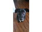 Adopt Ziggy a Black Labrador Retriever / Mixed dog in Nashville, TN (41359570)