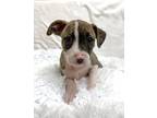 Adopt Taylor a Boxer / Mixed dog in Greensboro, NC (41359575)