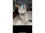Adopt Barry a Gray or Blue Russian Blue / Mixed (medium coat) cat in El Paso