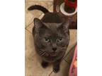 Adopt Lucy a Gray or Blue Domestic Shorthair / Mixed (short coat) cat in Long