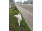 Adopt Luna a White Husky / Husky / Mixed dog in Turlock, CA (41359599)