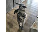 Adopt JASPER a Gray/Silver/Salt & Pepper - with White Poodle (Miniature) /