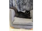 Adopt Galaxy a All Black Domestic Longhair / Mixed (long coat) cat in St.