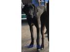 Adopt Justin a Black Great Dane / Mixed dog in Jupiter, FL (39712190)