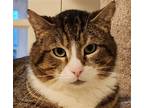 Adopt Chester a Gray, Blue or Silver Tabby Domestic Shorthair / Mixed (short