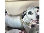 Adopt Annika a White - with Black Catahoula Leopard Dog / Terrier (Unknown Type