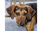 Adopt Prissy - a Brindle Plott Hound / Mixed Breed (Medium) / Mixed (short coat)