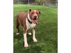 Adopt Jango a Brown/Chocolate - with White American Staffordshire Terrier /