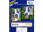 Adopt Ruger a Brindle American Pit Bull Terrier / Mixed Breed (Medium) / Mixed