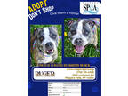Adopt Ruger a Brindle American Pit Bull Terrier / Mixed dog in Niagara Falls