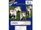 Adopt Asher a White American Pit Bull Terrier / Rhodesian Ridgeback / Mixed dog