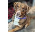 Adopt Vance- a Brown/Chocolate Mixed Breed (Large) / Mixed dog in RIDGELAND