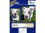 Adopt Zeus a White American Pit Bull Terrier / Mixed dog in Niagara Falls