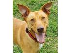 Adopt Cali *VIP* a Tan/Yellow/Fawn Retriever (Unknown Type) / Hound (Unknown