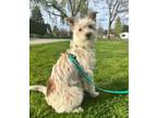 Adopt Rummy - Adoption Pending a White Cairn Terrier / Jack Russell Terrier dog