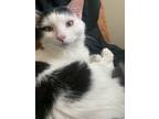 Adopt Leo a Black & White or Tuxedo Turkish Angora / Mixed (medium coat) cat in