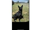 Adopt Midnight a Black German Shepherd Dog / Mixed dog in Orlando, FL (41359036)